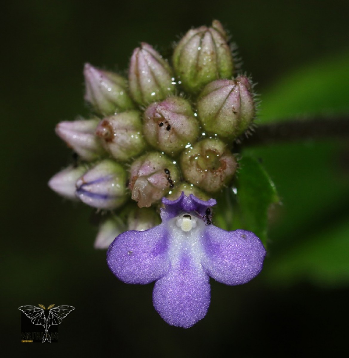 Epithema ceylanicum Gardner 